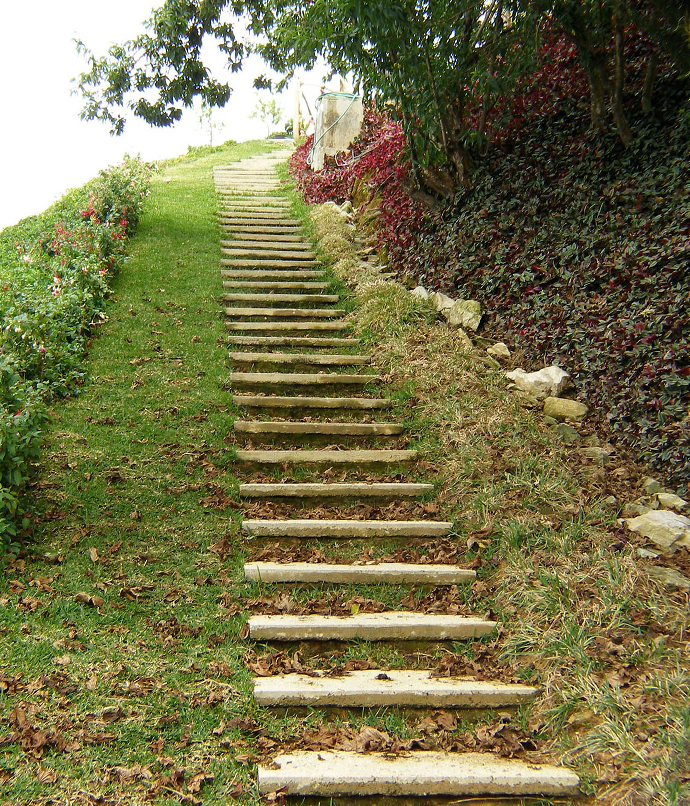 Exterior Architecture garden view project in Galipan El Avila, Venezuela